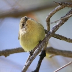 Acanthiza nana (Yellow Thornbill) at West Wodonga, VIC - 15 Sep 2021 by KylieWaldon