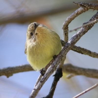 Acanthiza nana (Yellow Thornbill) at Wodonga - 14 Sep 2021 by Kyliegw