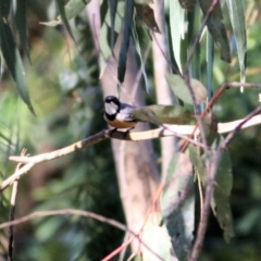 Pachycephala rufiventris (Rufous Whistler) at West Wodonga, VIC - 14 Sep 2021 by Kyliegw