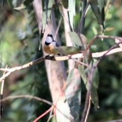 Pachycephala rufiventris at West Wodonga, VIC - 15 Sep 2021