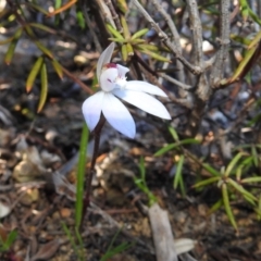 Caladenia fuscata (Dusky Fingers) at Stromlo, ACT - 15 Sep 2021 by HelenCross