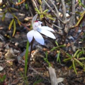 Caladenia fuscata at Stromlo, ACT - suppressed