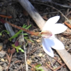 Caladenia fuscata at Stromlo, ACT - suppressed