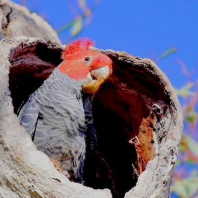 Callocephalon fimbriatum (Gang-gang Cockatoo) at Callum Brae - 13 Sep 2021 by AMFedoruk