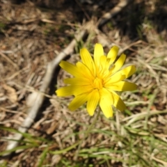 Microseris walteri (Yam Daisy, Murnong) at Stromlo, ACT - 15 Sep 2021 by HelenCross