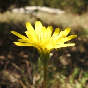 Microseris walteri at Stromlo, ACT - 15 Sep 2021 09:56 AM