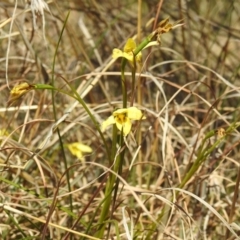 Diuris chryseopsis (Golden Moth) at Bullen Range - 15 Sep 2021 by HelenCross