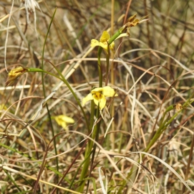 Diuris chryseopsis (Golden Moth) at Stromlo, ACT - 15 Sep 2021 by HelenCross