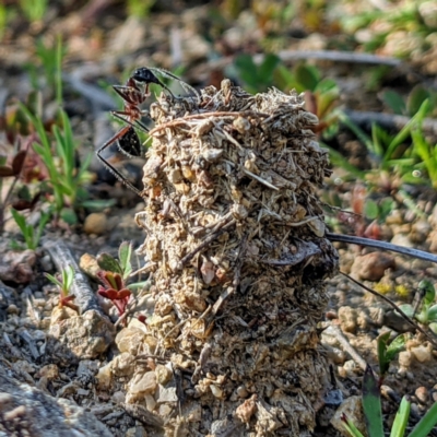 Camponotus intrepidus (Flumed Sugar Ant) at Stromlo, ACT - 14 Sep 2021 by HelenCross