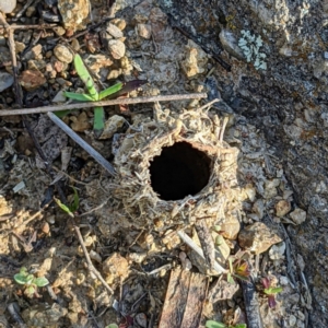 Camponotus intrepidus at Stromlo, ACT - 15 Sep 2021