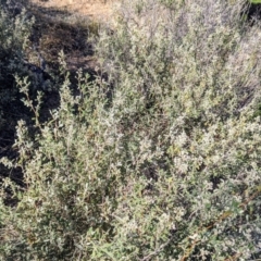 Pomaderris angustifolia at Stromlo, ACT - 15 Sep 2021