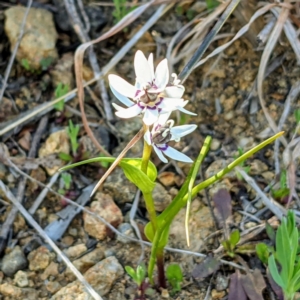 Wurmbea dioica subsp. dioica at Stromlo, ACT - 15 Sep 2021