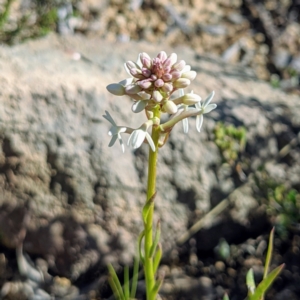 Stackhousia monogyna at Kambah, ACT - 15 Sep 2021 09:17 AM