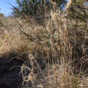 Phragmites australis at Stromlo, ACT - 15 Sep 2021