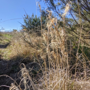 Phragmites australis at Stromlo, ACT - 15 Sep 2021