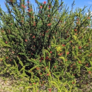 Grevillea juniperina subsp. fortis at Stromlo, ACT - 15 Sep 2021