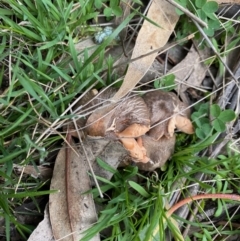 Unidentified Fungus at Red Hill to Yarralumla Creek - 12 Sep 2021 by LisaH