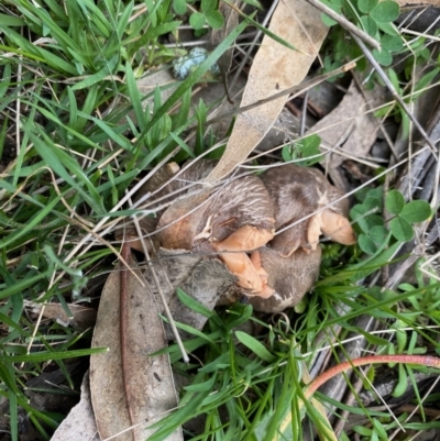 zz agaric (stem; gills not white/cream) at Hughes, ACT - 12 Sep 2021 by LisaH