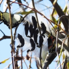 Delias harpalyce (Imperial Jezebel) at Tuggeranong DC, ACT - 15 Sep 2021 by HelenCross