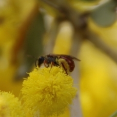 Lasioglossum (Homalictus) punctatum (A halictid bee) at Deakin, ACT - 15 Sep 2021 by LisaH