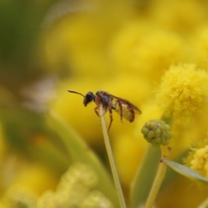 Lasioglossum (Homalictus) punctatum at Deakin, ACT - 15 Sep 2021