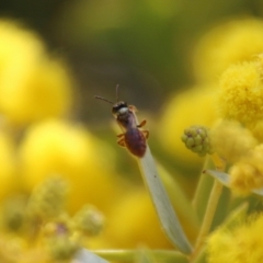 Lasioglossum (Homalictus) punctatum at Deakin, ACT - 15 Sep 2021