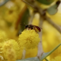 Lasioglossum (Homalictus) punctatum at Deakin, ACT - 15 Sep 2021 12:59 PM