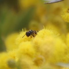 Lasioglossum (Homalictus) punctatum at Deakin, ACT - 15 Sep 2021