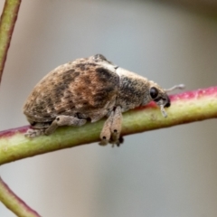 Gonipterus sp. (genus) at Higgins, ACT - 14 Sep 2021