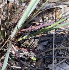 Lomandra multiflora (Many-flowered Matrush) at Hughes, ACT - 14 Sep 2021 by KL