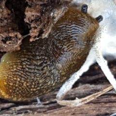 Limacus flavus (Yellow Cellar Slug) at Holt, ACT - 15 Sep 2021 by trevorpreston