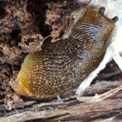 Limacus flavus at Holt, ACT - 15 Sep 2021