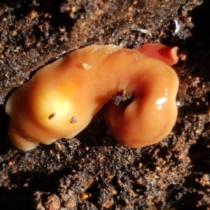 Australoplana alba at Hawker, ACT - 15 Sep 2021