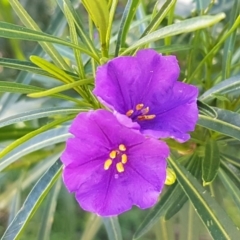 Solanum linearifolium (Kangaroo Apple) at Hawker, ACT - 15 Sep 2021 by trevorpreston