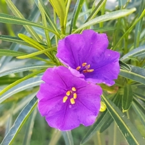 Solanum linearifolium at Hawker, ACT - 15 Sep 2021