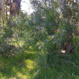 Solanum linearifolium at Hawker, ACT - 15 Sep 2021