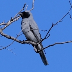 Coracina novaehollandiae (Black-faced Cuckooshrike) at Molonglo River Reserve - 14 Sep 2021 by Kurt