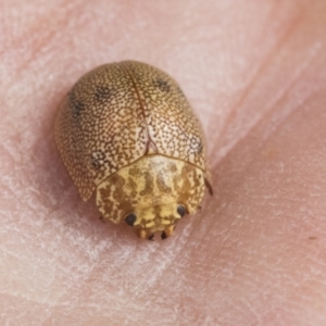 Paropsis atomaria at Scullin, ACT - 14 Sep 2021