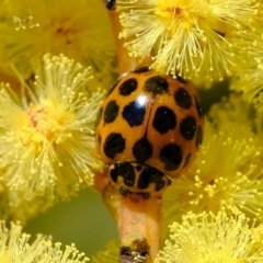 Harmonia conformis (Common Spotted Ladybird) at Holt, ACT - 15 Sep 2021 by Kurt