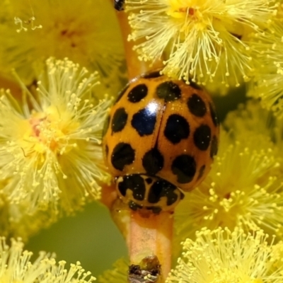 Harmonia conformis (Common Spotted Ladybird) at Molonglo River Reserve - 15 Sep 2021 by Kurt