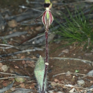 Caladenia actensis at suppressed - suppressed