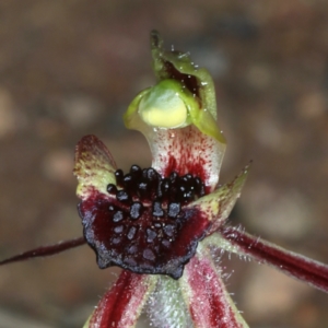 Caladenia actensis at suppressed - suppressed