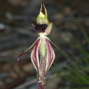 Caladenia actensis at suppressed - suppressed