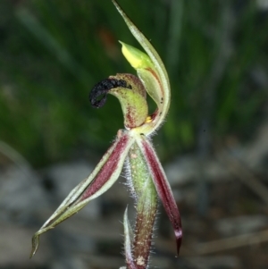 Caladenia actensis at suppressed - suppressed