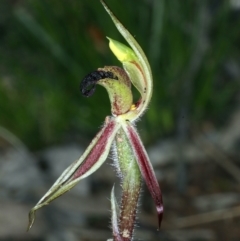 Caladenia actensis at suppressed - 14 Sep 2021
