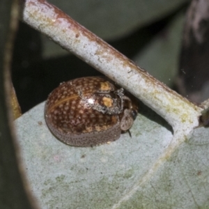 Paropsisterna m-fuscum at Scullin, ACT - 14 Sep 2021