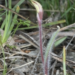 Caladenia actensis (Canberra Spider Orchid) at Downer, ACT by jbromilow50