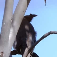 Philemon corniculatus (Noisy Friarbird) at Holt, ACT - 15 Sep 2021 by Kurt