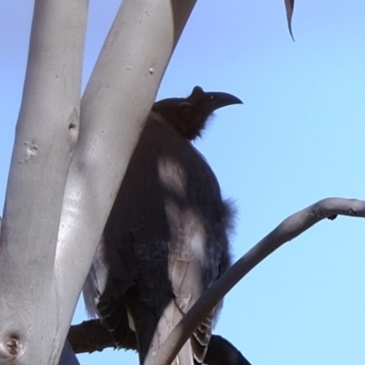 Philemon corniculatus (Noisy Friarbird) at Molonglo River Reserve - 15 Sep 2021 by Kurt