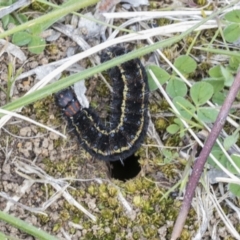 Apina callisto (Pasture Day Moth) at Scullin, ACT - 14 Sep 2021 by AlisonMilton